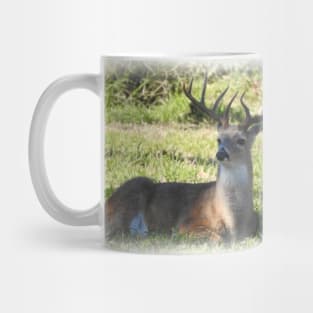 White-tailed Deer Mug